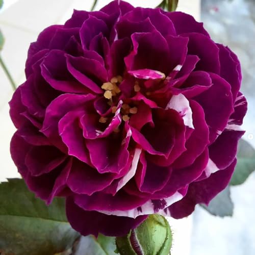 6 Months Old Climbing Rose Live Plant, Well Rooted 5-9 Tall, No Leaf, Ready to Plant Indoor Outdoor, Climber Rose Bush, Hybrid Tea Rose Like, Very Fragrant, Long Bloomer (Purple Striped) - Image 2
