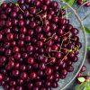 Gurney&s 4 in. Pot Juliet Dwarf Bush Cherry Prunus, Live Fruiting Tree (1-Pack)